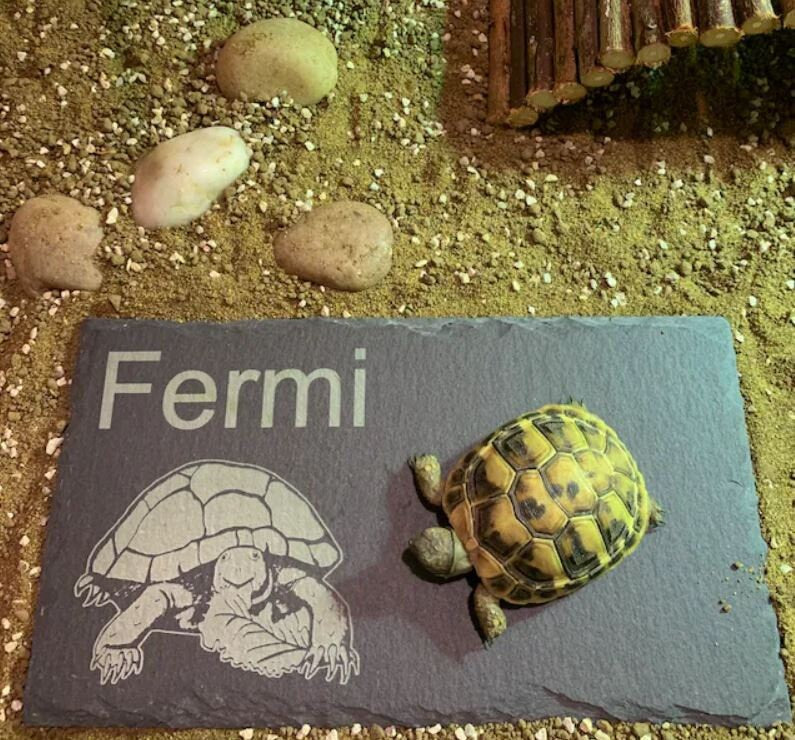 Rectangular personalised tortoise feeding slate or basking stone with happy tortoise picture